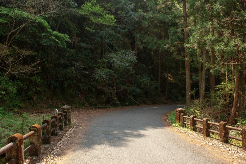 [ 丸山千枚田俯瞰 ]  