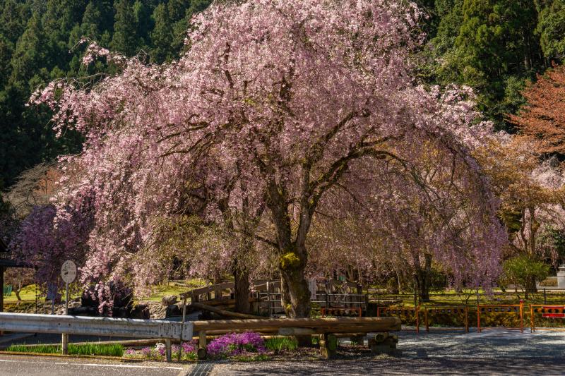 輝く枝垂桜| 