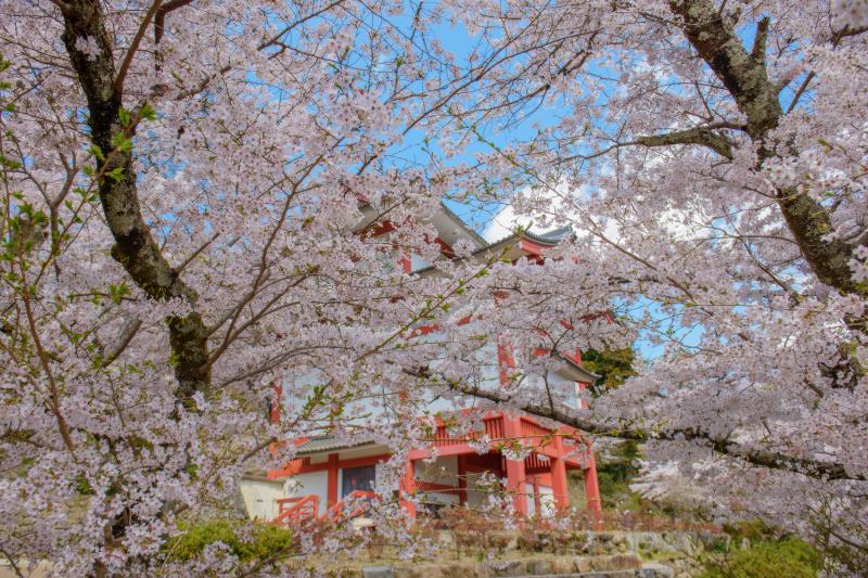 [ 長谷寺の桜 ]  