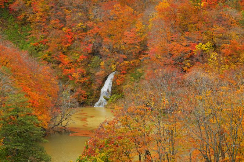 [ 紅葉と滝 ]  全山紅葉の中、ダム湖に流れ込む滝の白い流れが美しい。