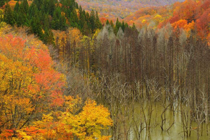 立ち枯れの密集と紅葉| 橋の上からものすごい数の立ち枯れが見えます。紅葉に囲まれて不思議な空間に。