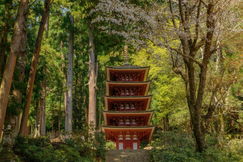 [ 室生寺の桜 ]  