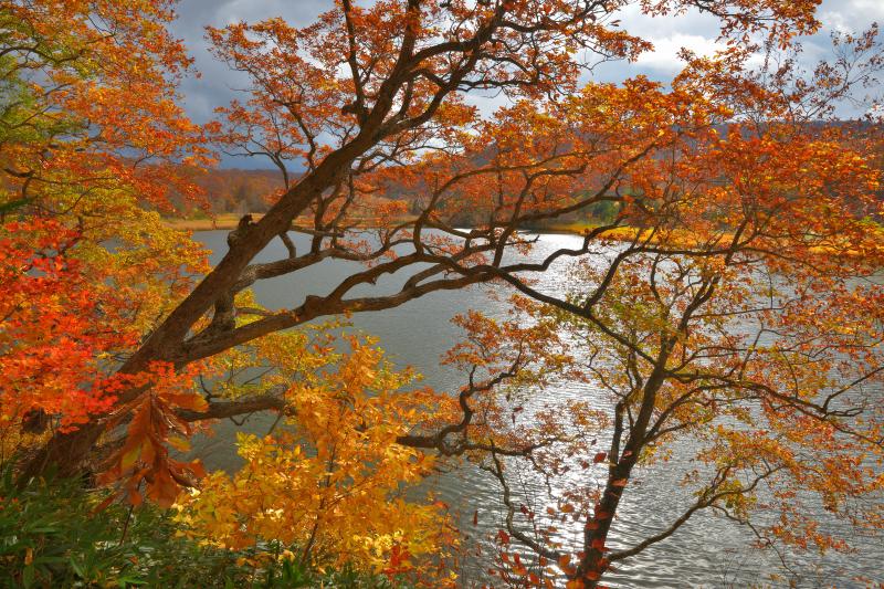 [ 大沼の紅葉 ]  遊歩道から沼に向かって枝を伸ばす木々。黄色や赤が美しく輝いていました。