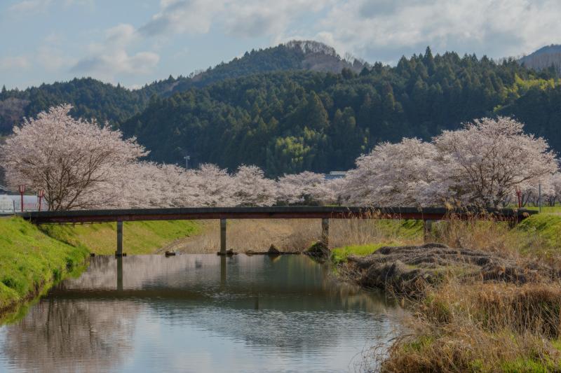 宇陀川の桜並木| 