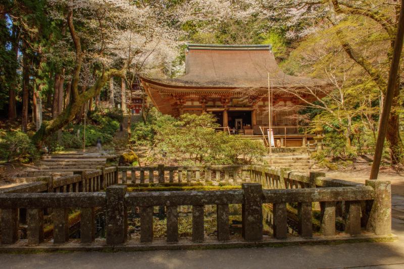 [ 室生寺の桜 ]  