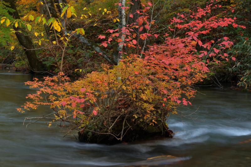 [ 奥入瀬渓流 紅葉 ]  渓流の中にある盆栽的な紅葉。奥入瀬渓流は流れが緩やかで、このような印象的な岩や島が点在しています。