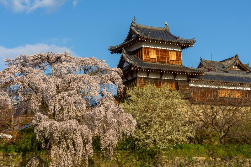 大和郡山城の桜| 