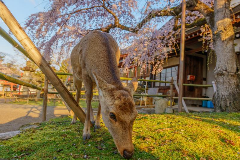 氷室神社のしだれ桜| 