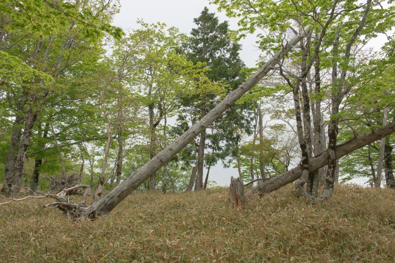 [ 大台ケ原 ]  