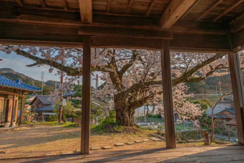 瀬崎集会所の桜| 