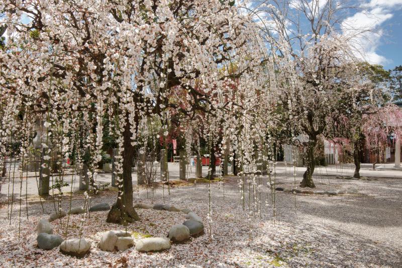 境内を彩るしだれ梅たち| 境内の入口にはしだれ梅が並んでおり、神社は春の雰囲気に包まれていました。