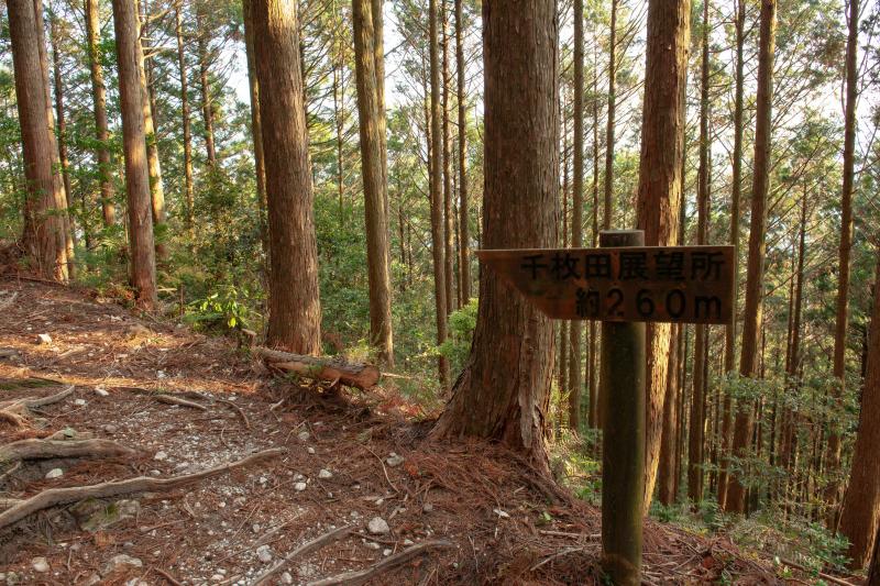 [ 丸山千枚田俯瞰 ]  