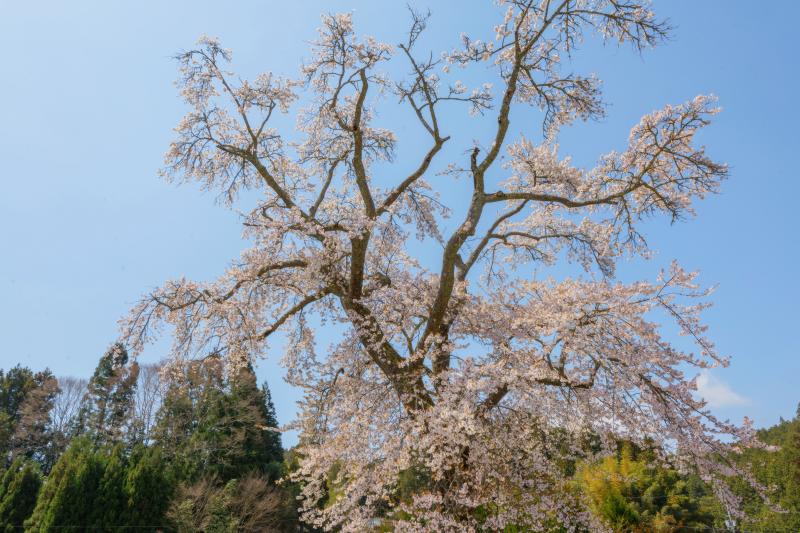 真光寺の一本桜| 