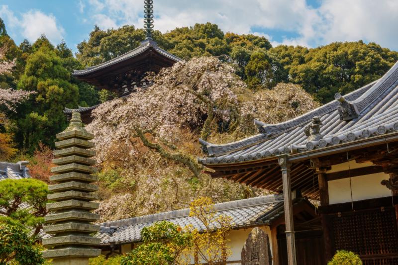 當麻寺の桜| 