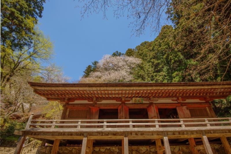 [ 室生寺の桜 ]  