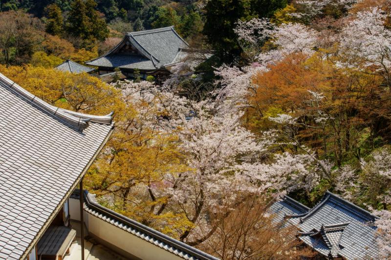 [ 長谷寺の桜 ]  