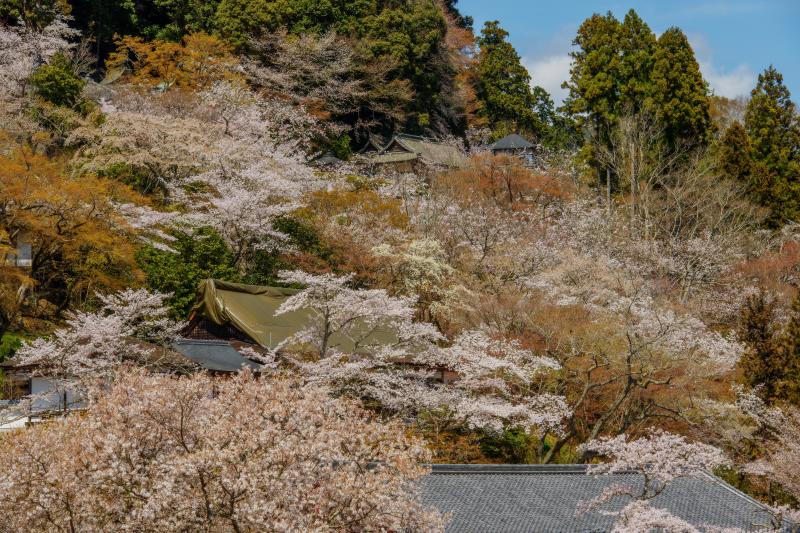 [ 長谷寺の桜 ]  