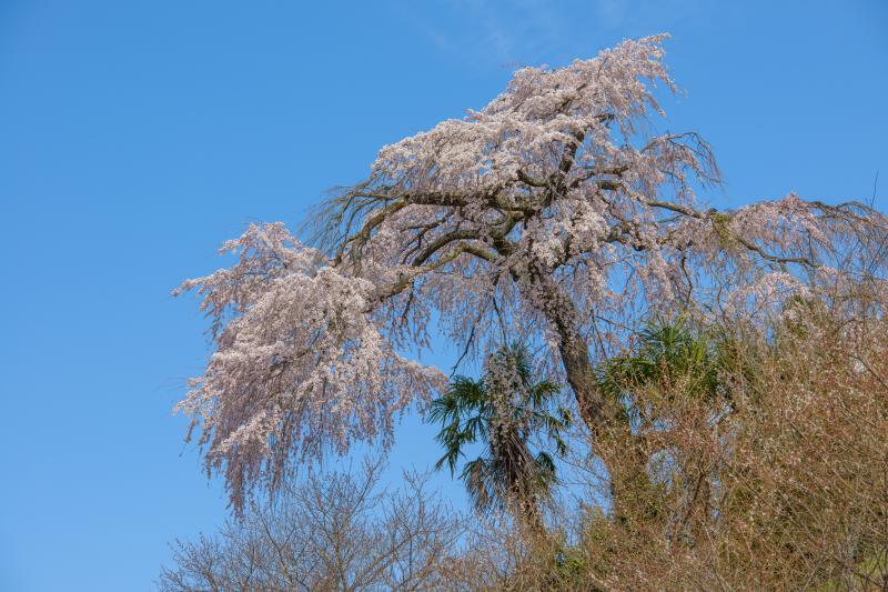 青空に映える孤高の枝垂桜| 