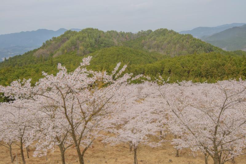 内牧区民の桜| 