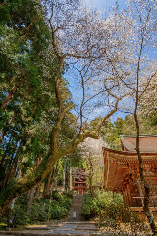 [ 室生寺の桜 ]  