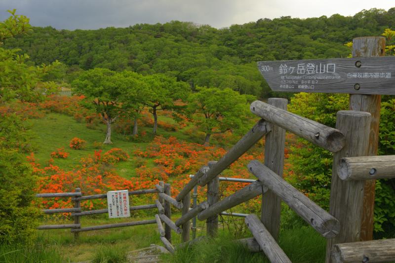 [ 白樺牧場 レンゲツツジ ]  