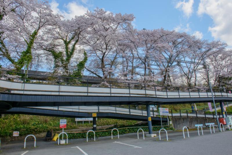 大野駅の桜| 
