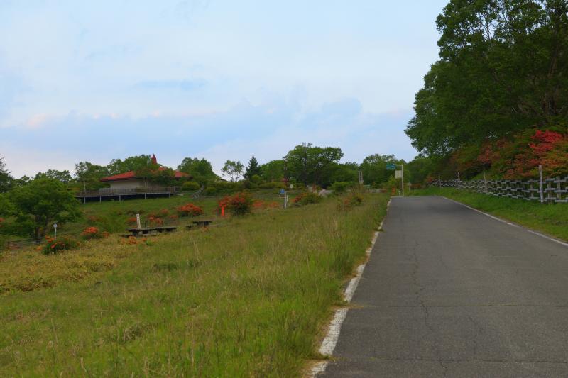 [ 白樺牧場 レンゲツツジ ]  