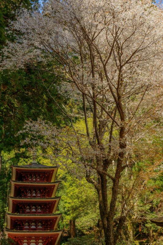 [ 室生寺の桜 ]  