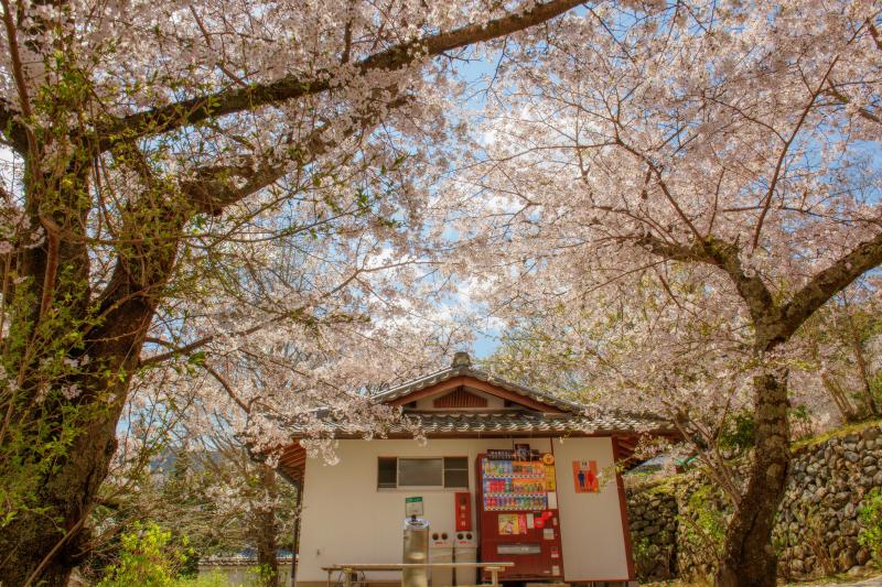 [ 長谷寺の桜 ]  