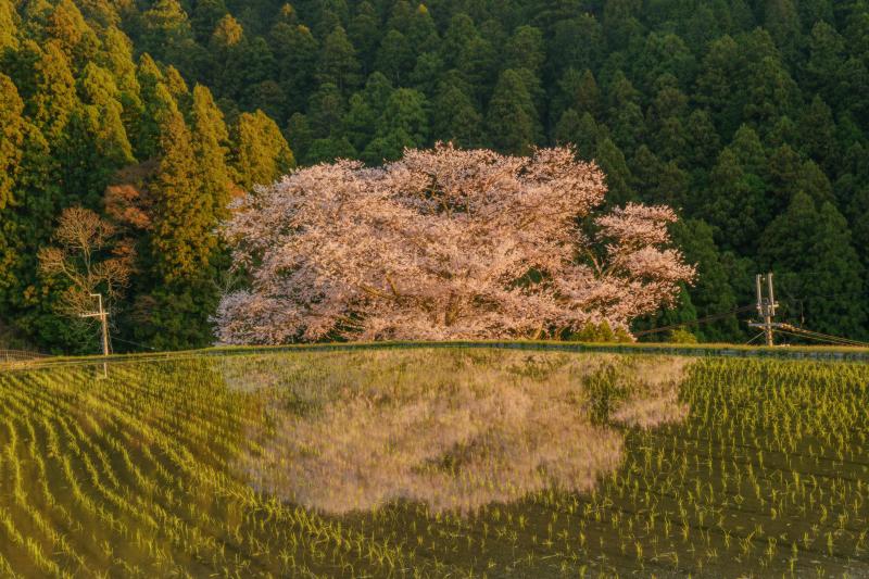 諸木野の桜| 