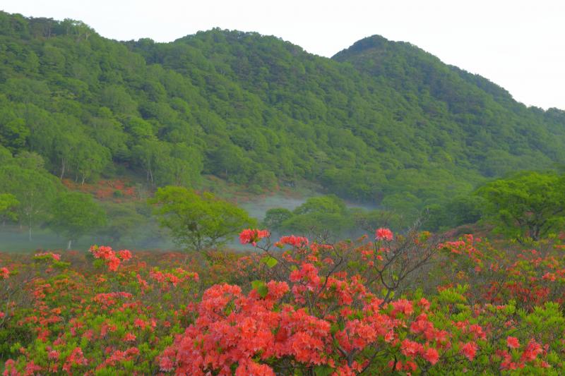 [ 白樺牧場 レンゲツツジ ]  