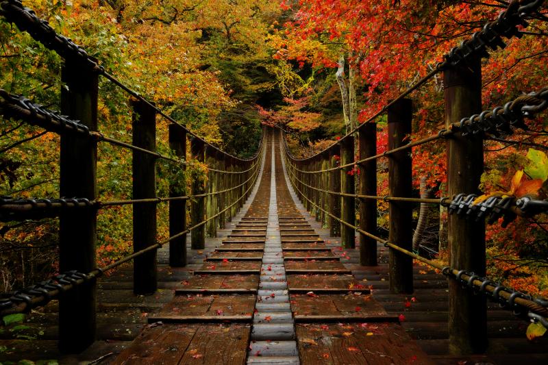 汐見滝吊橋紅葉| 渓谷の一番の見所になっている汐見滝吊橋。橋の左右からモミジが枝を伸ばし、橋を彩っていました。