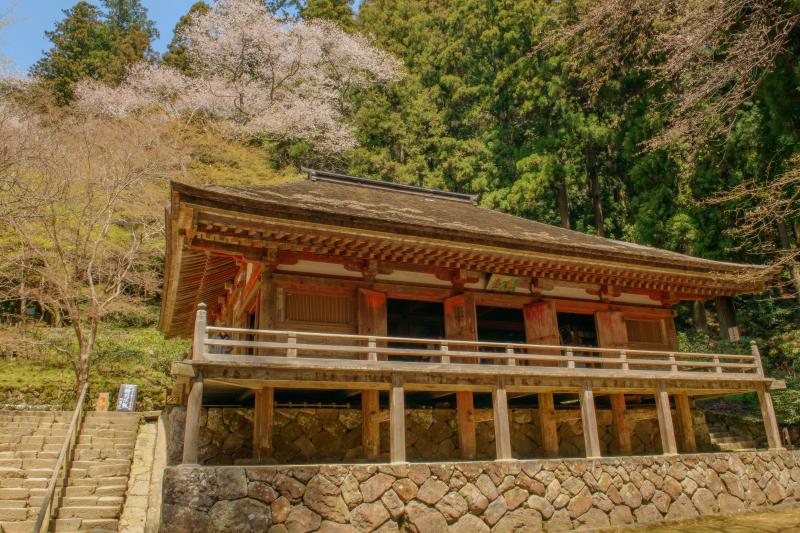 [ 室生寺の桜 ]  