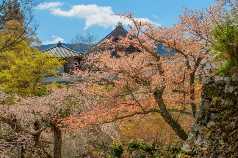 [ 長谷寺の桜 ]  