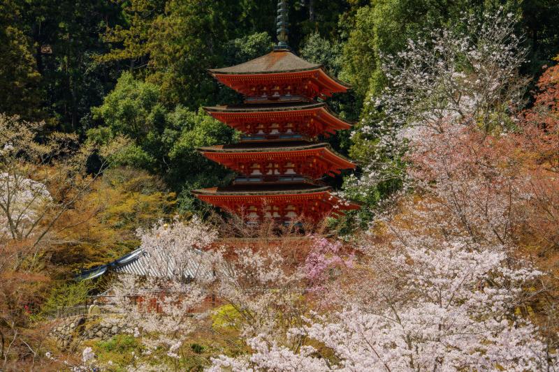 [ 長谷寺の桜 ]  