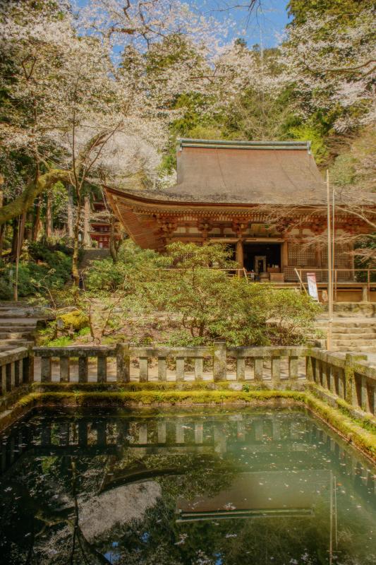 [ 室生寺の桜 ]  