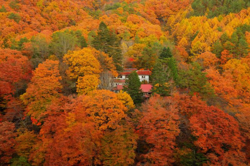 [ 白砂渓谷の紅葉 ]  