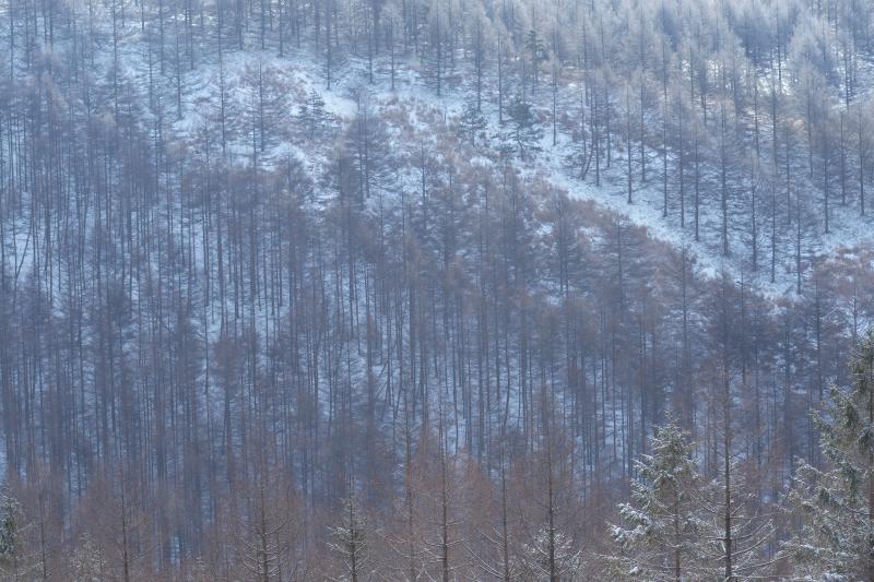 [ 霧ヶ峰 霧氷 ]  