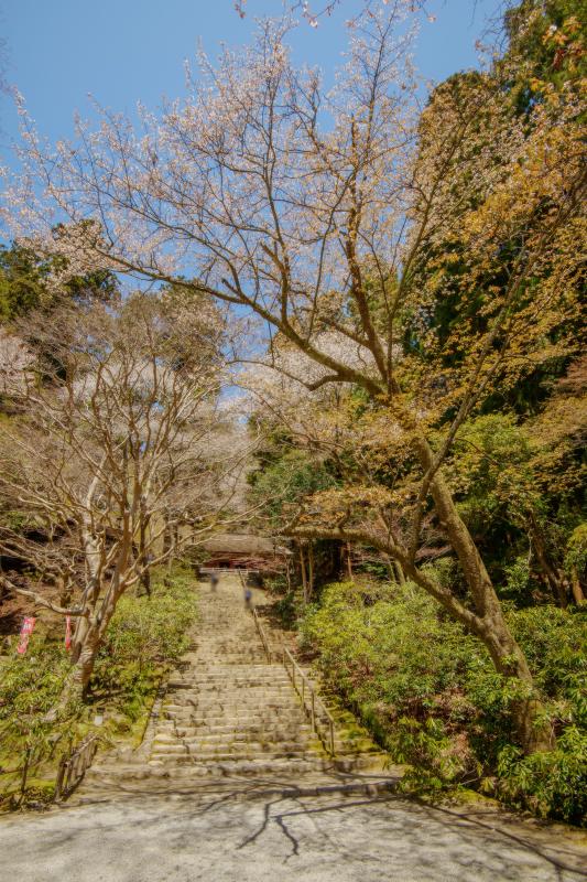 [ 室生寺の桜 ]  