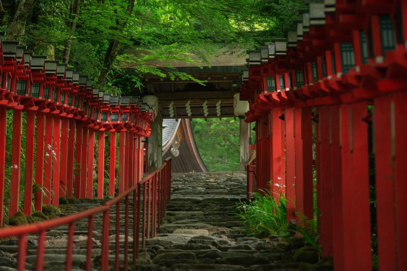 貴船神社 新緑| 新緑に包まれる春日灯篭と山門