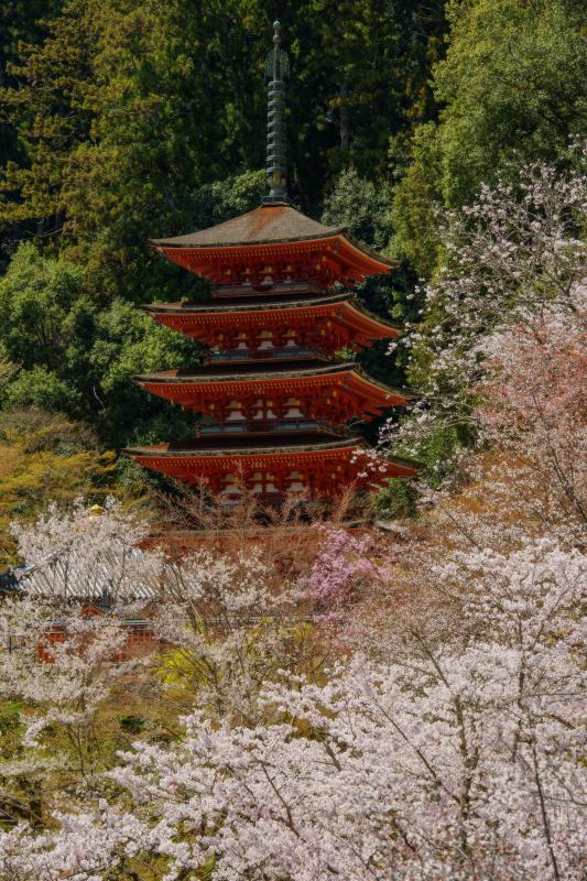 [ 長谷寺の桜 ]  