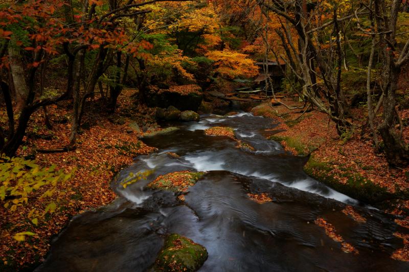 小太郎ヶ淵 紅葉| 