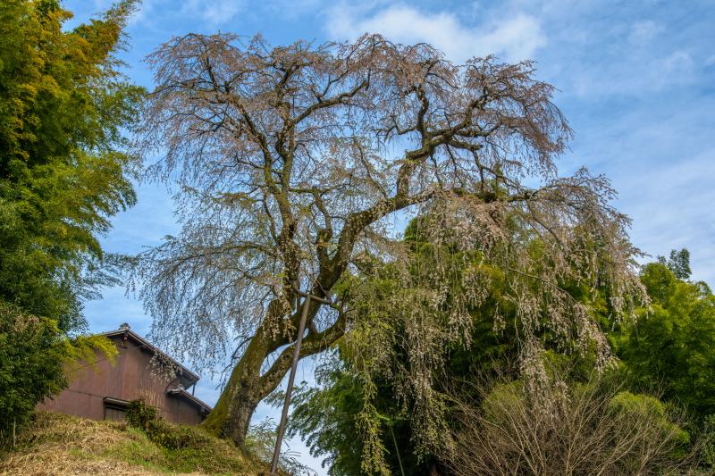 満願寺の八講桜| 寺後の高台に立つ大きな枝垂桜