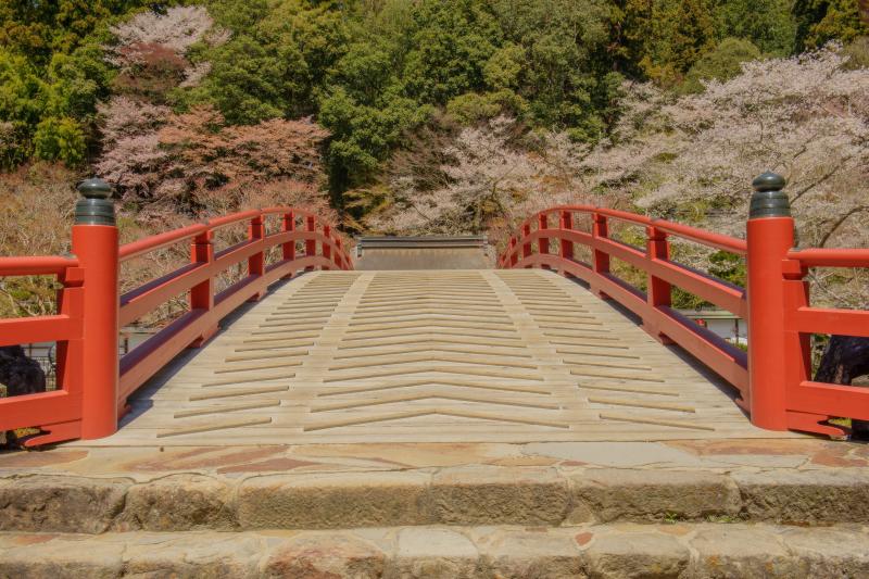 [ 室生寺の桜 ]  