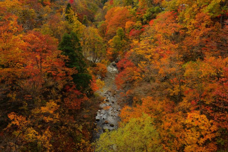 [ 峡谷紅葉 ]  橋の上からは紅葉真っ盛りの三途川の絶景が広がっていました。赤とオレンジがとても美しい紅葉です。