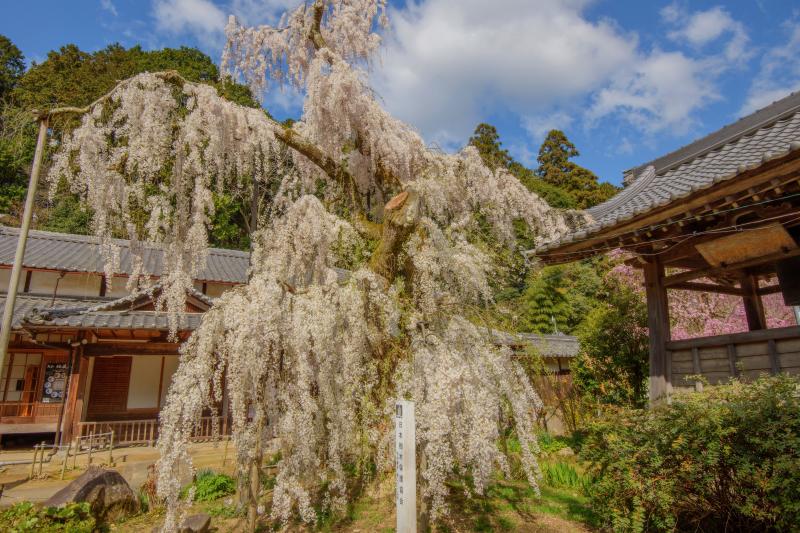 大野寺のしだれ桜| 