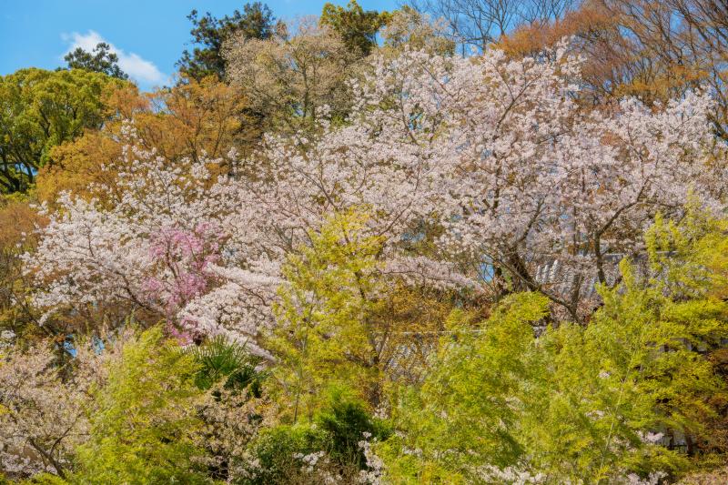 [ 長谷寺の桜 ]  