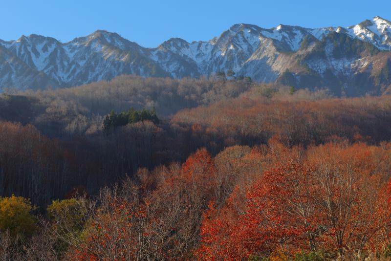 [ 紅葉と冠雪した山々 ]  樹海ラインを走っていると、正面に冠雪した山々の姿が。紅葉も終わりが近づいてきました。