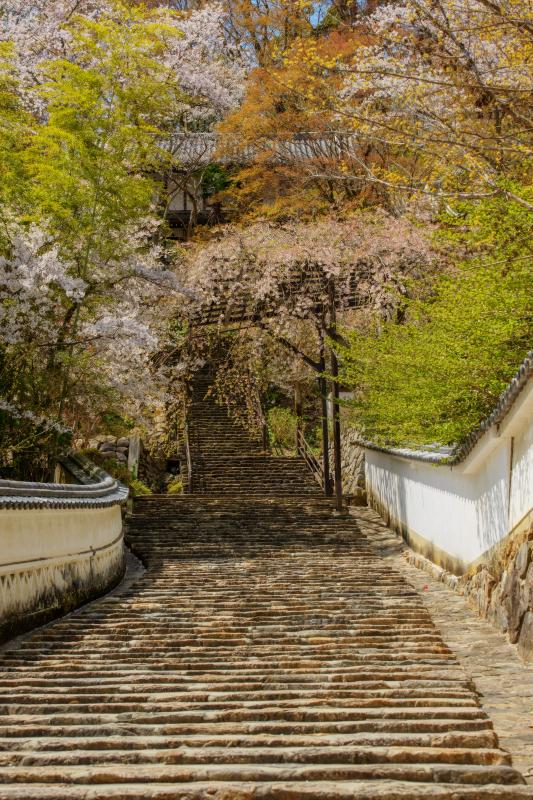 [ 長谷寺の桜 ]  