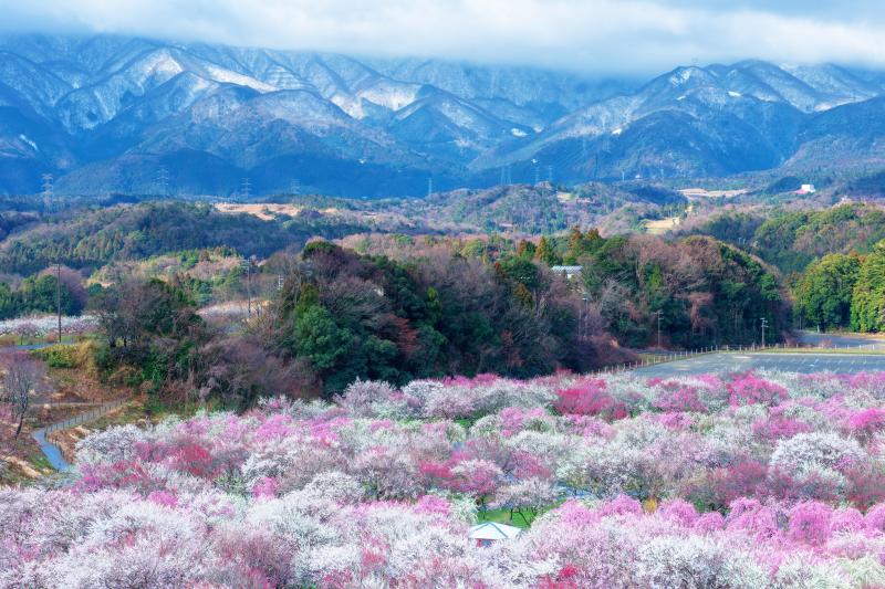 残雪の鈴鹿山脈と梅園| 夜に冷え込み、周囲の山々はうっすらと雪景色に。冬から春へと移ろう季節の中での絶景。